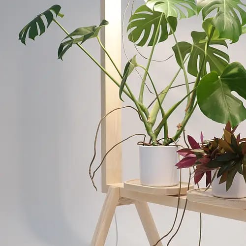 Marco Para Plantas Con Luz Led Biombo Separador De Espacio